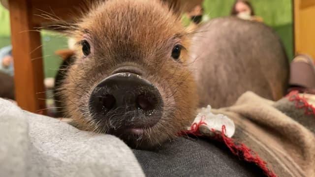 micropig.jpg